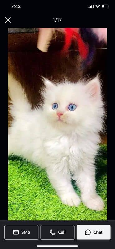 Persian Punch face triple coat cat Kitten 3