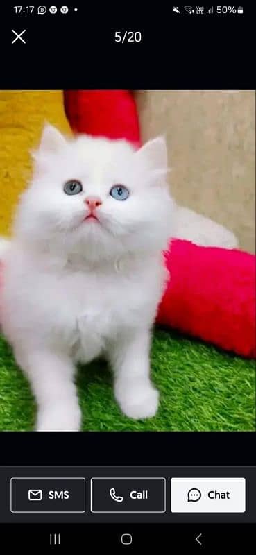 Persian Punch face triple coat cat Kitten 4