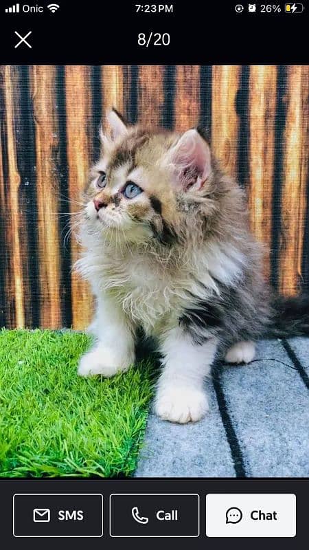 Persian Punch face triple coat cat Kitten 6