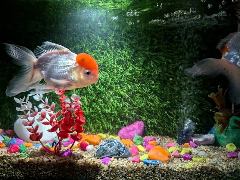 red cap oranda big size pair 0