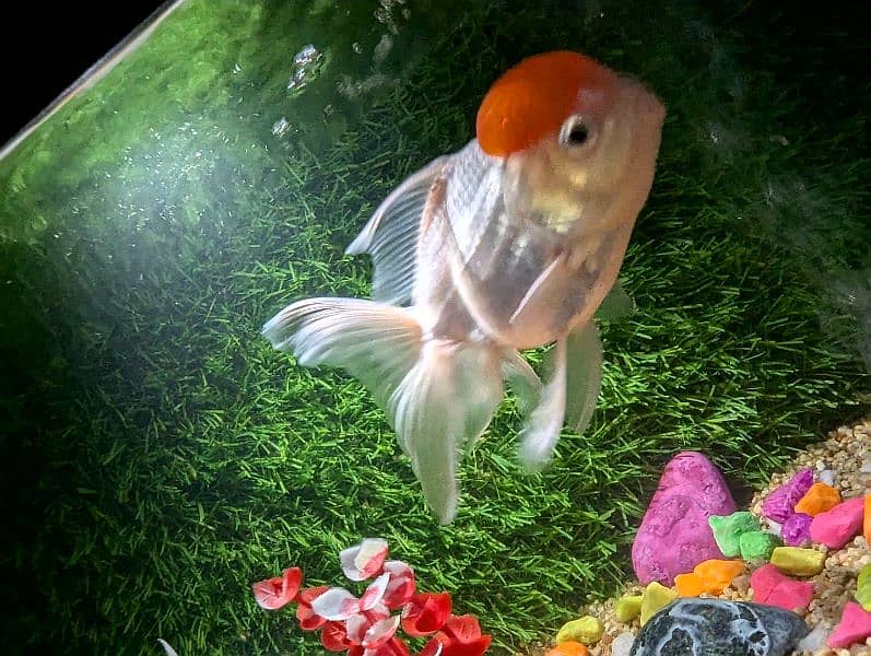 red cap oranda big size pair 1