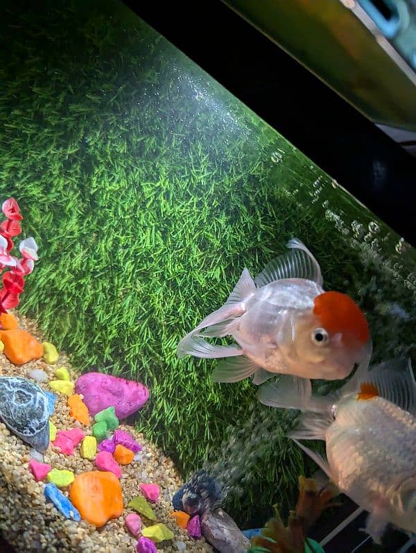 red cap oranda big size pair 2