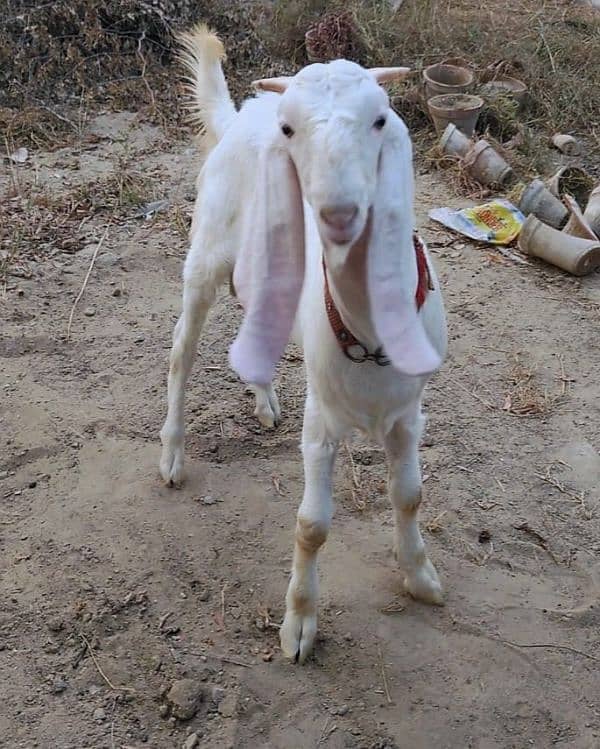 Gulabi Bakra for sale 0