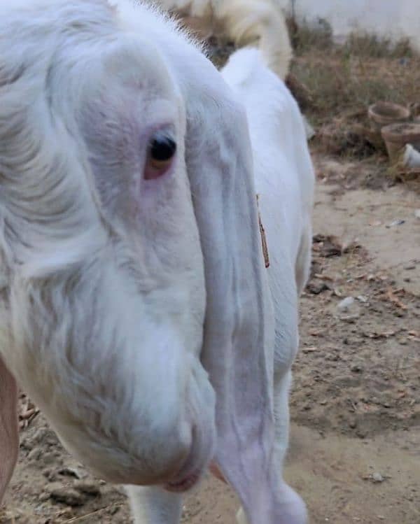 Gulabi Bakra for sale 2