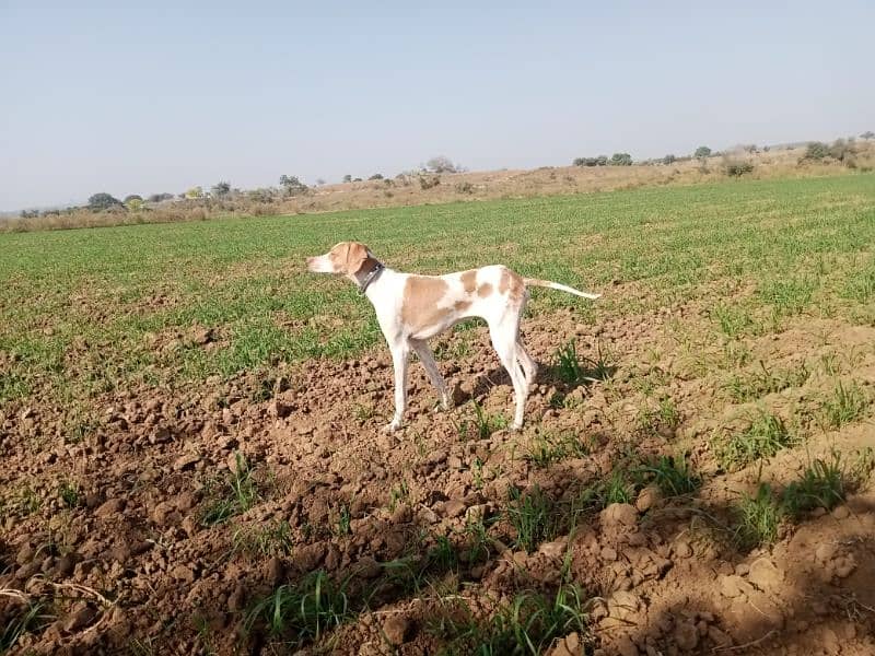 pointer male for sale 0