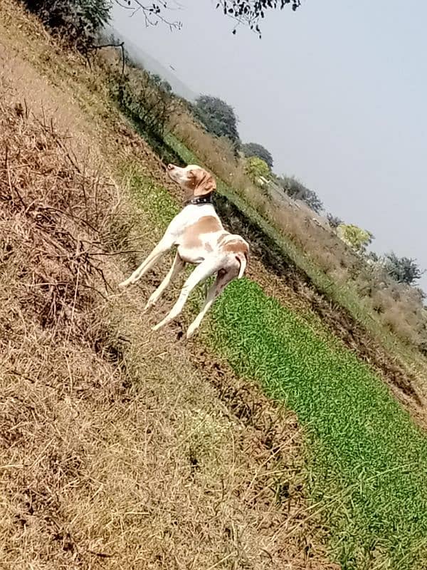 pointer male for sale 1