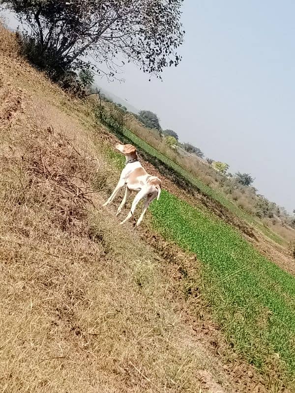 pointer male for sale 2