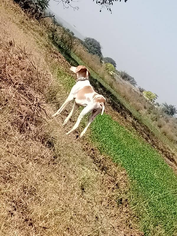 pointer male for sale 3