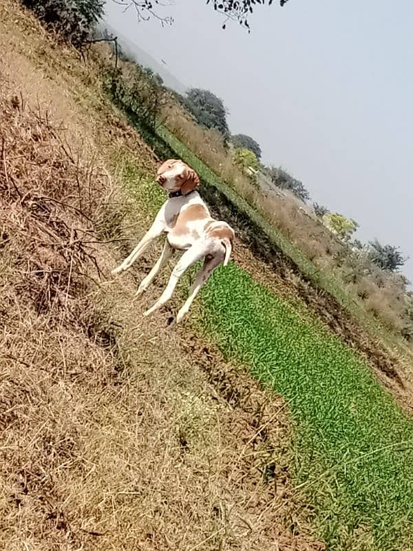 pointer male for sale 4