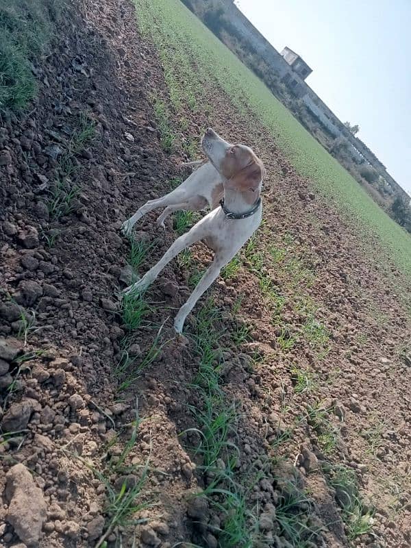 pointer male for sale 5