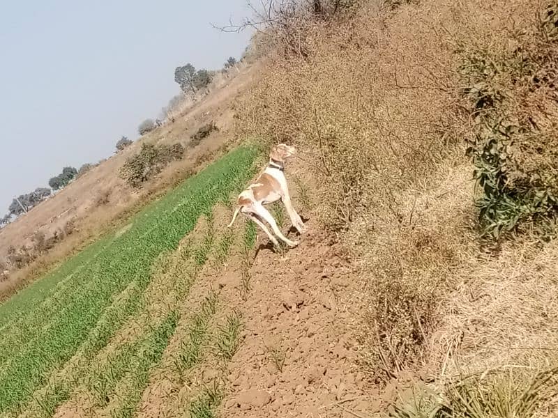 pointer male for sale 6