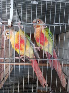 red factor conure pair parrot /birds