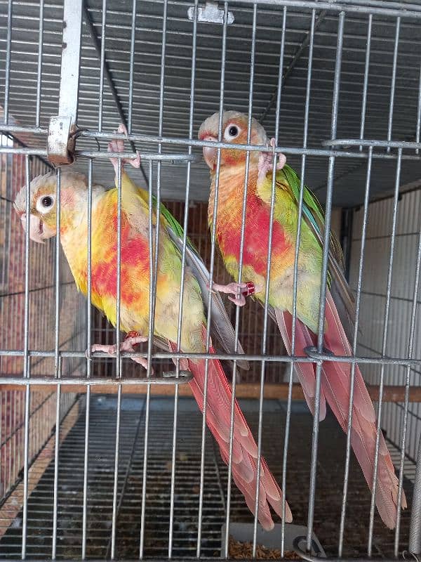 red factor conure pair parrot /birds 0