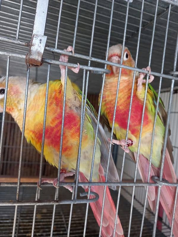 red factor conure pair parrot /birds 1