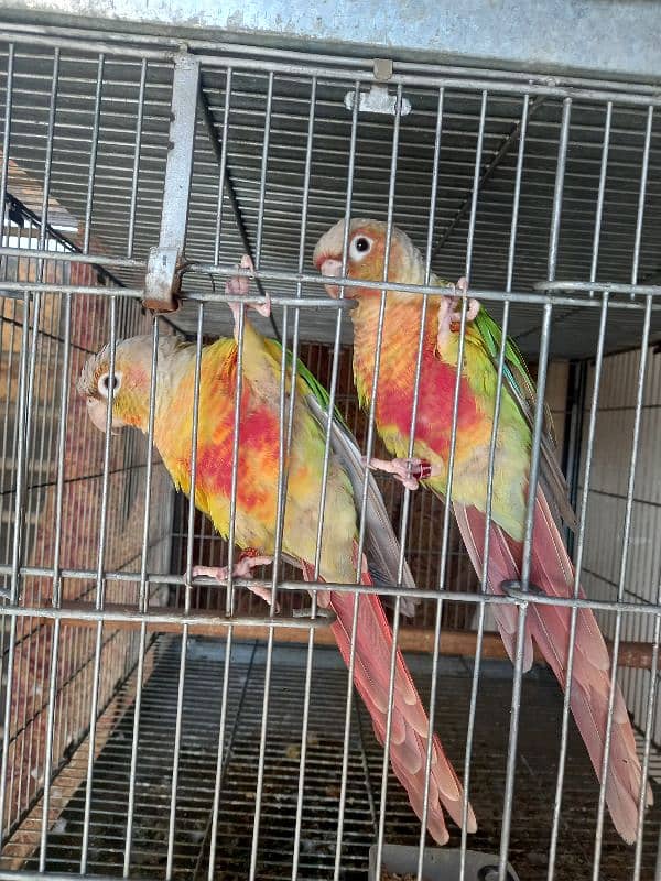 red factor conure pair parrot /birds 2