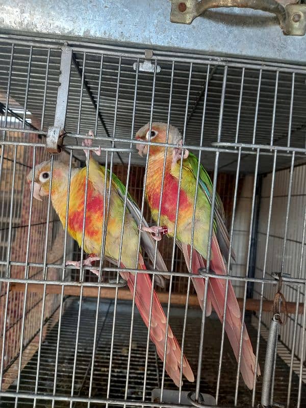 red factor conure pair parrot /birds 7