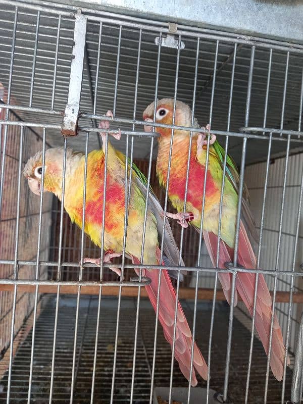 red factor conure pair parrot /birds 8