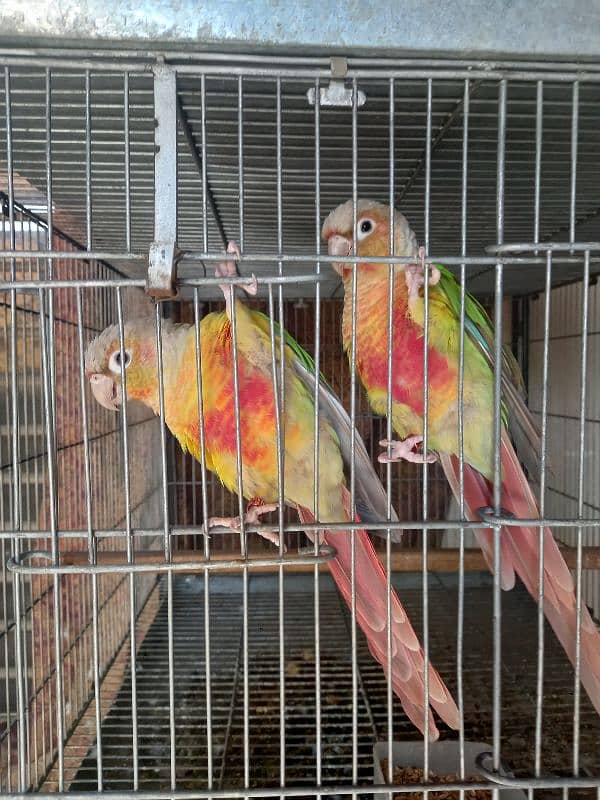 red factor conure pair parrot /birds 9