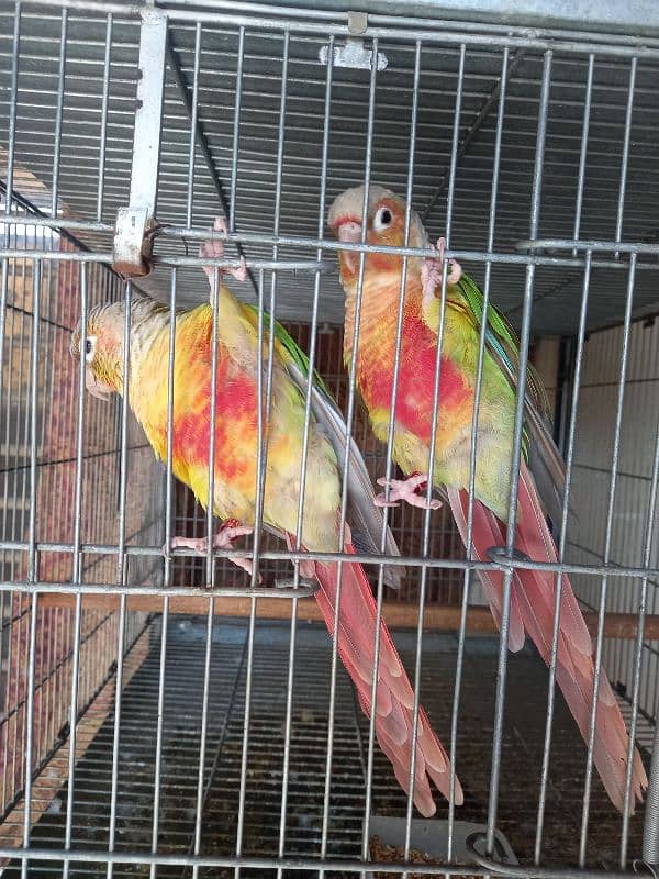 red factor conure pair parrot /birds 10