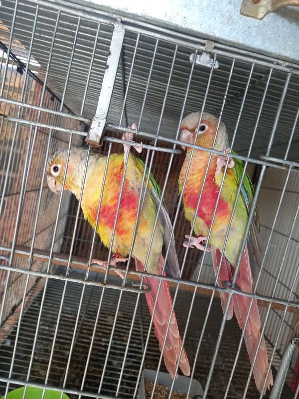 red factor conure pair parrot /birds 11