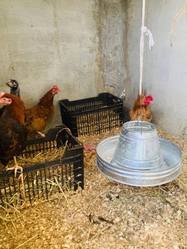 Golden Misri Hens Daily Egg Laying 4