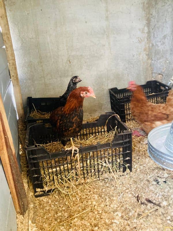 Golden Misri Hens Daily Egg Laying 5