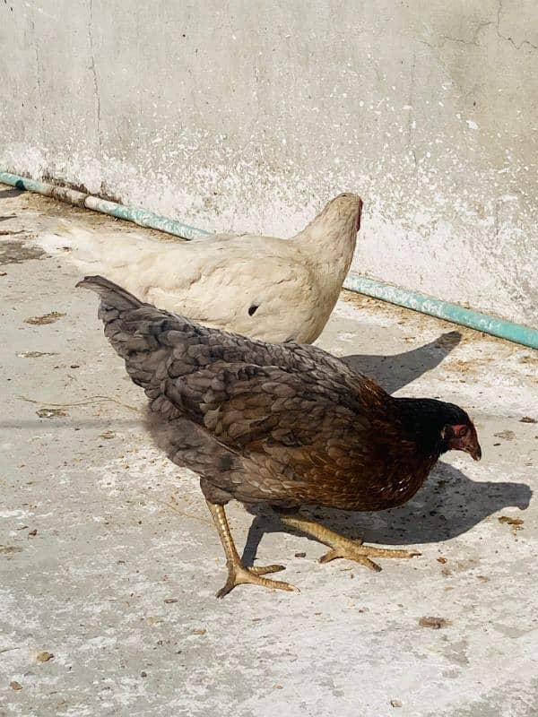 Golden Misri Hens Daily Egg Laying 6