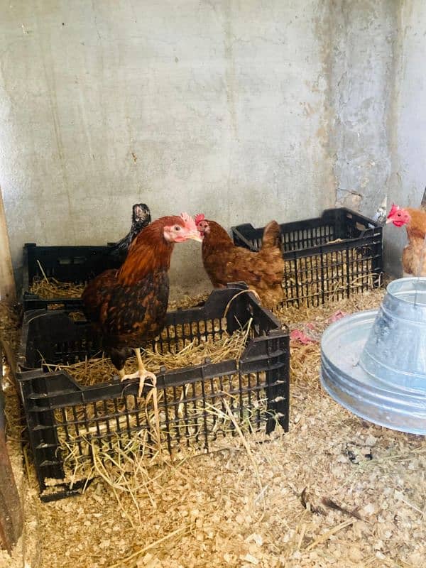 Golden Misri Hens Daily Egg Laying 11