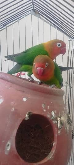 LoveBirds