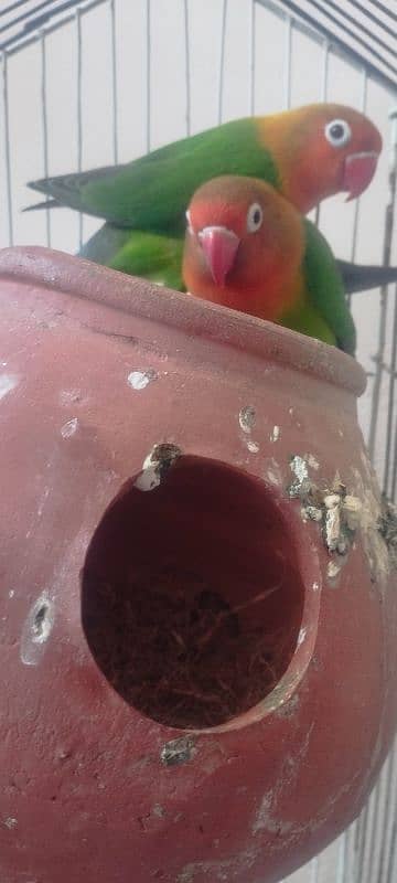 LoveBirds Parrot 2550 1