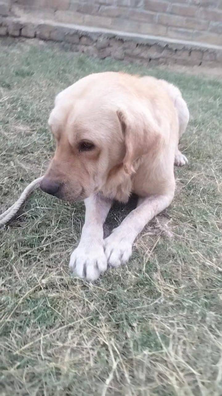 Labrador family dog 0