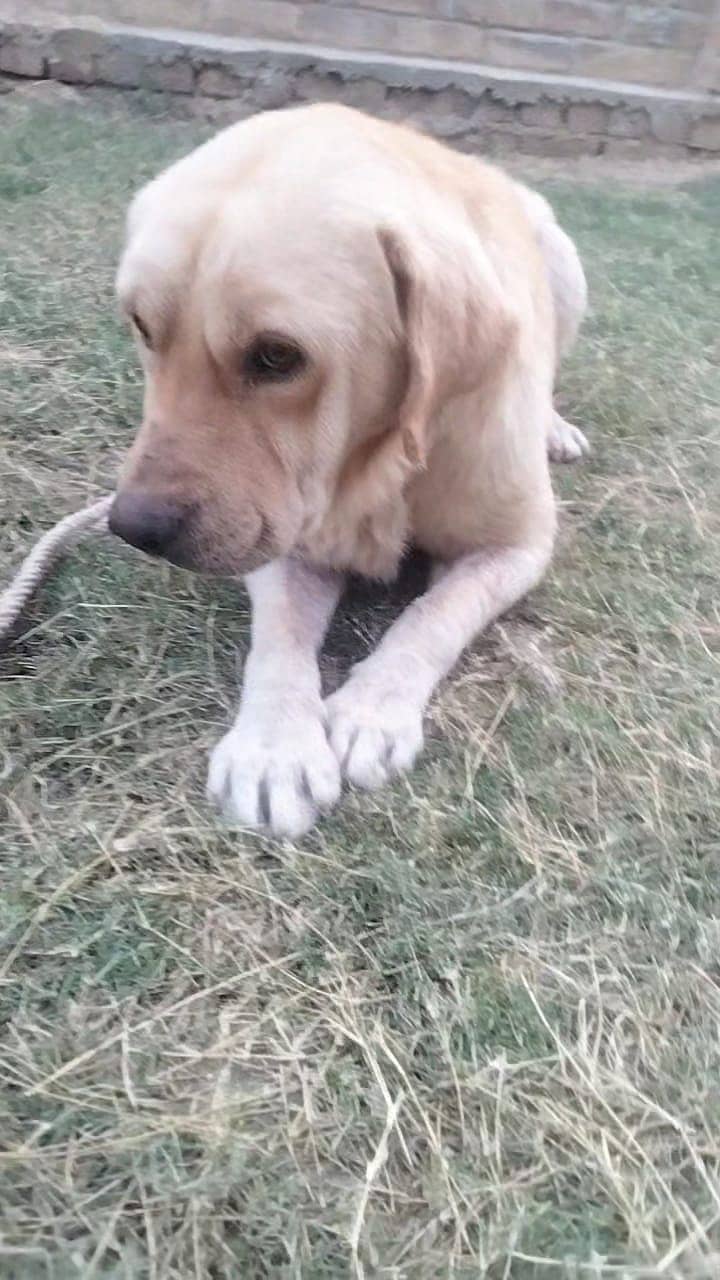 Labrador family dog 1