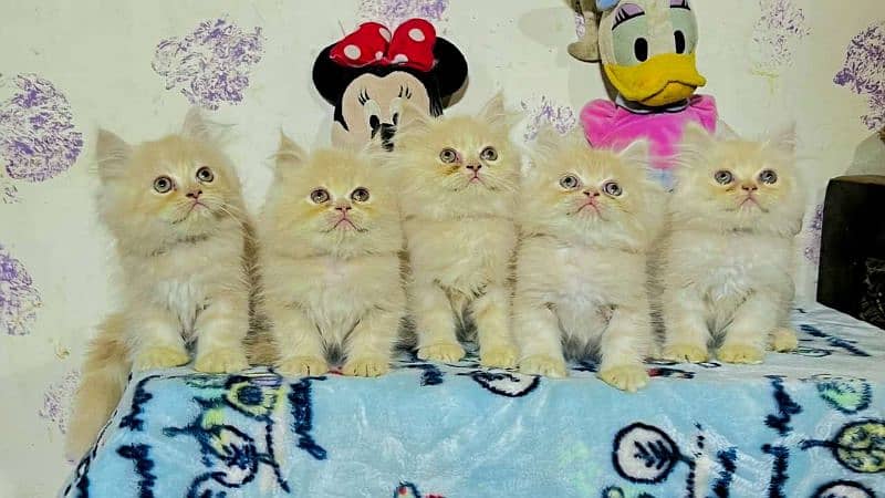 persain kittens 0