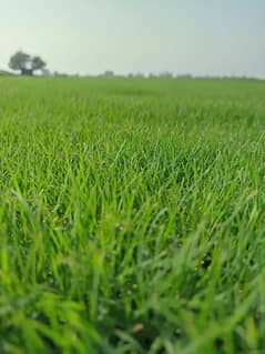 Artifical Grass|American Grass|Natural Grass For Gardening|