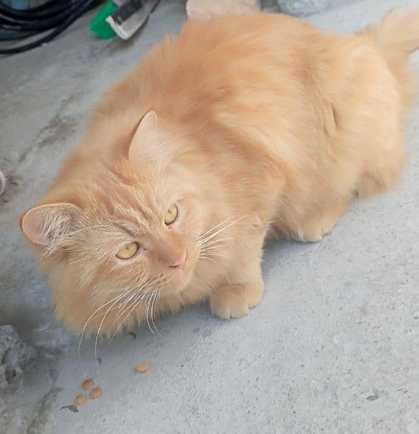 Persian Male cat 0