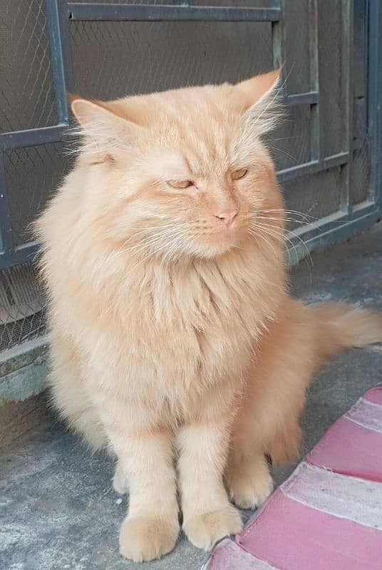 Persian Male cat 1