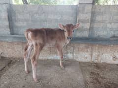 Jersy Calf