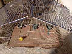 birds cage for sale