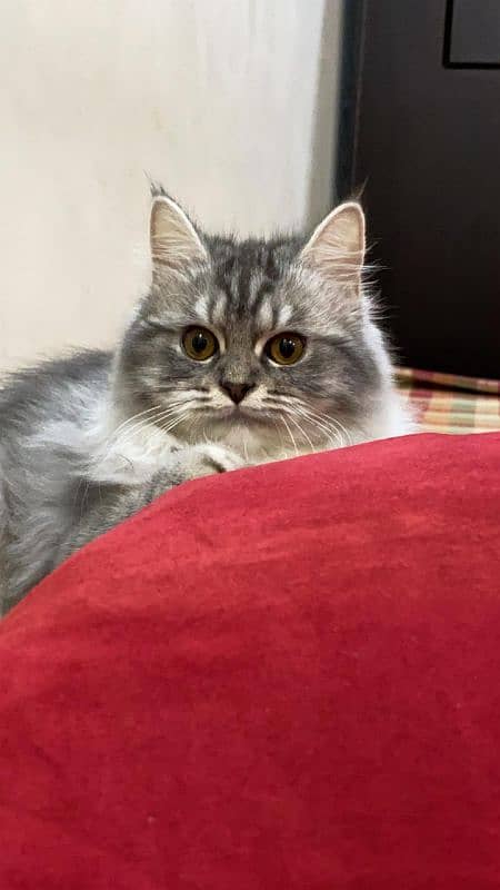 Persian female 8 months old play full 0