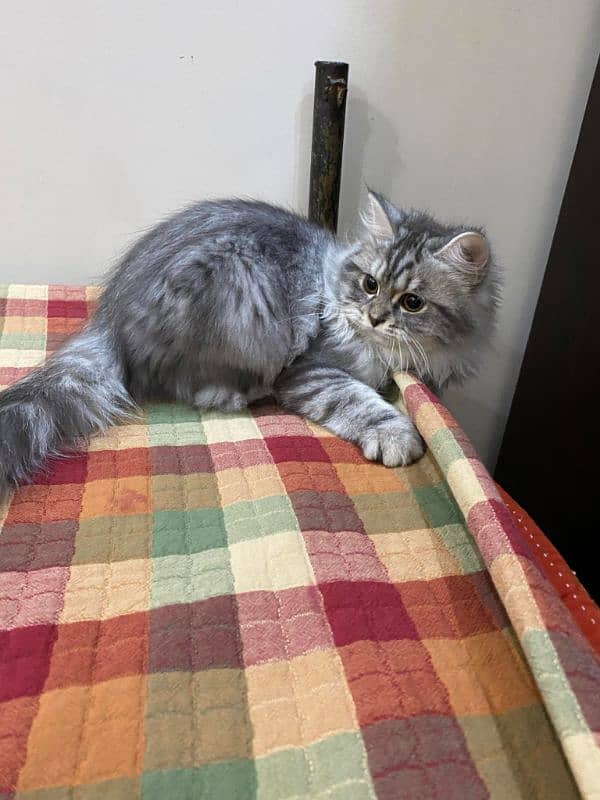 Persian female 8 months old play full 1