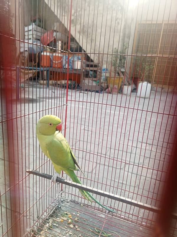 Green Parrot pair 1