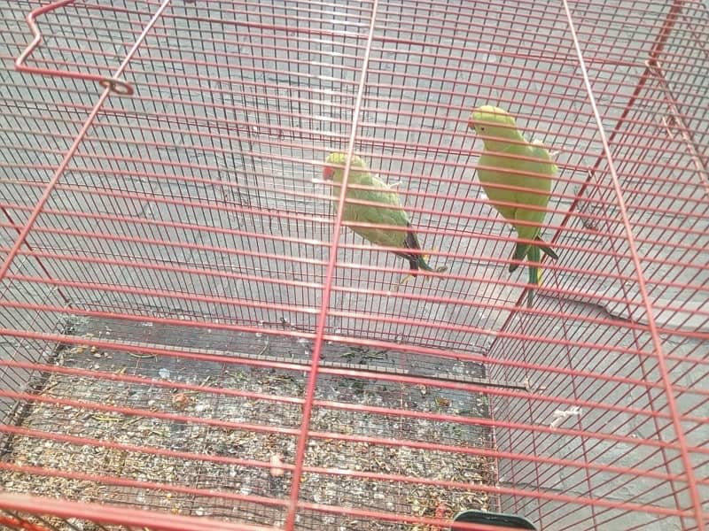 Green Parrot pair 2