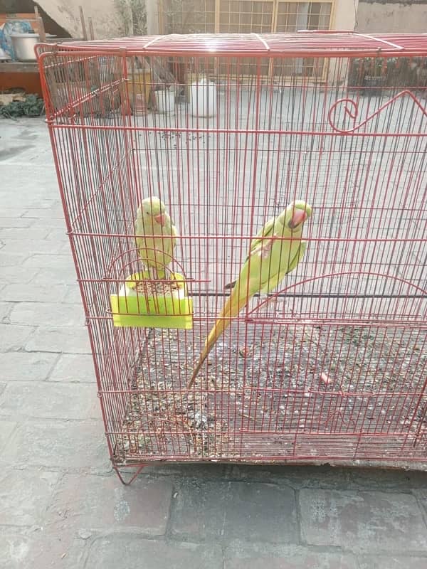 Green Parrot pair 3