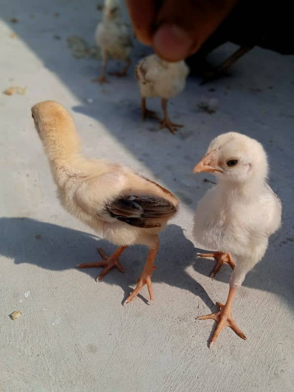 Top Quality Heera And Lasani Chick's For Sale 0