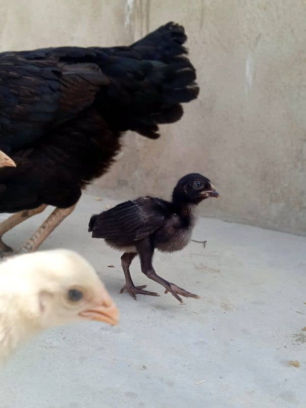 Top Quality Heera And Lasani Chick's For Sale 1