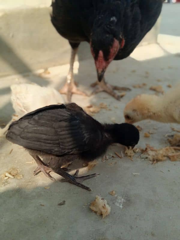 Top Quality Heera And Lasani Chick's For Sale 3