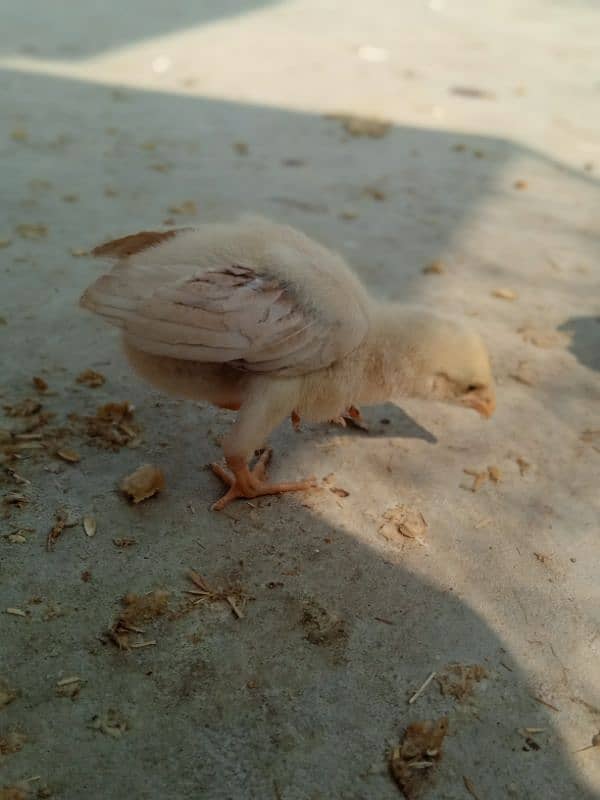 Top Quality Heera And Lasani Chick's For Sale 4