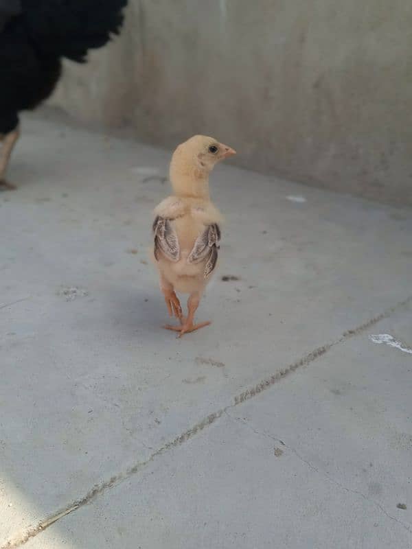 Top Quality Heera And Lasani Chick's For Sale 5