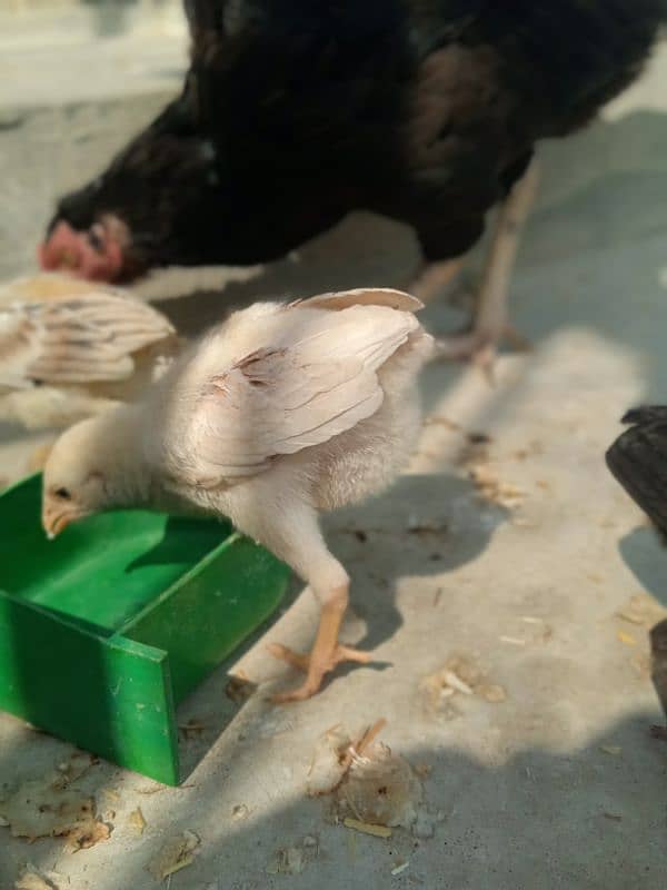 Top Quality Heera And Lasani Chick's For Sale 6