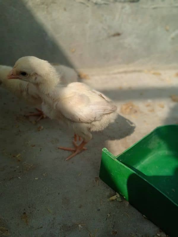 Top Quality Heera And Lasani Chick's For Sale 9